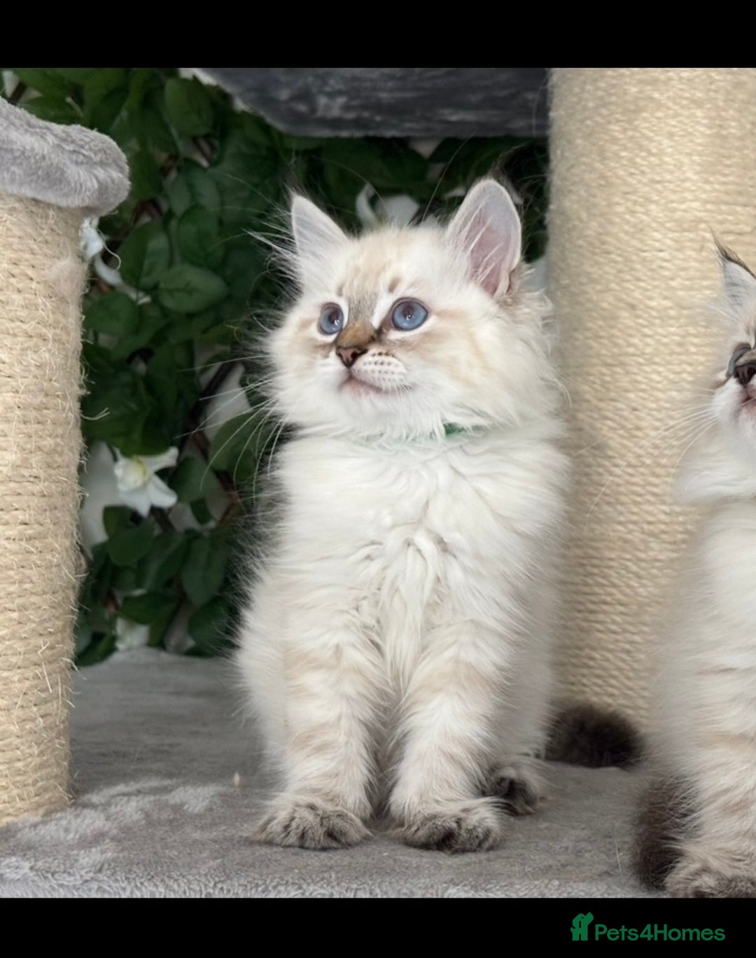 Siberian cats for sale: ✅3 WEEKS OLD BABIES AVAILABLE✅ - Advert 16