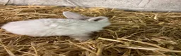 Mini Lop rabbits for sale: Mini lop - Advert 7