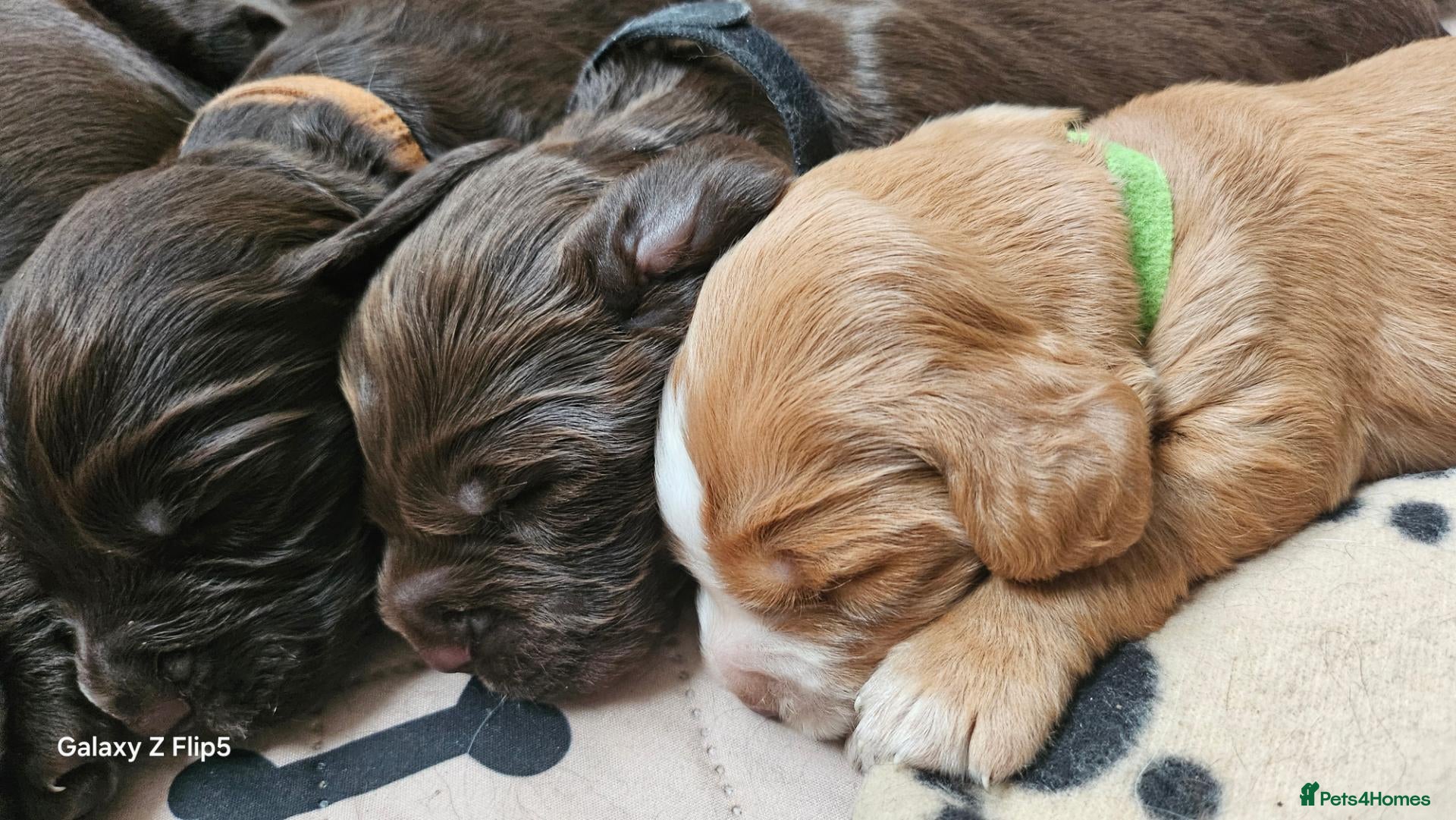 Cocker Spaniel dogs  ONLY 3 BOYS LEFT.Cocker spaniel puppies  - Advert 2