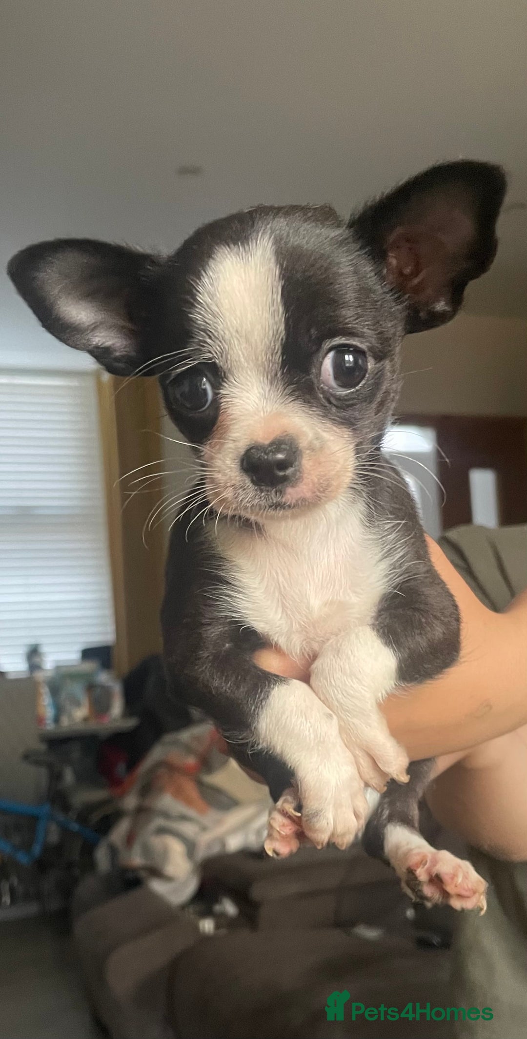 Chihuahua dogs for sale: Chihuahua female puppies - Image 13