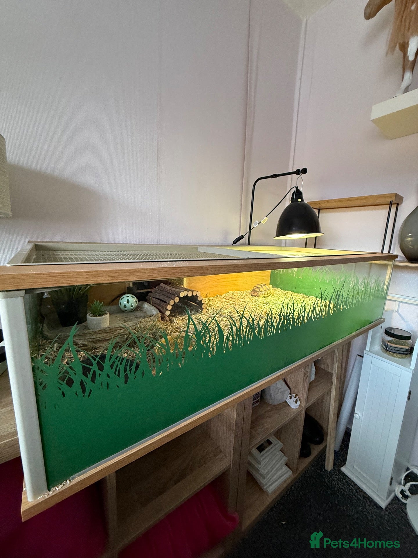 Tortoise reptiles Sulcata Tortoise and complete set up  - Advert 1