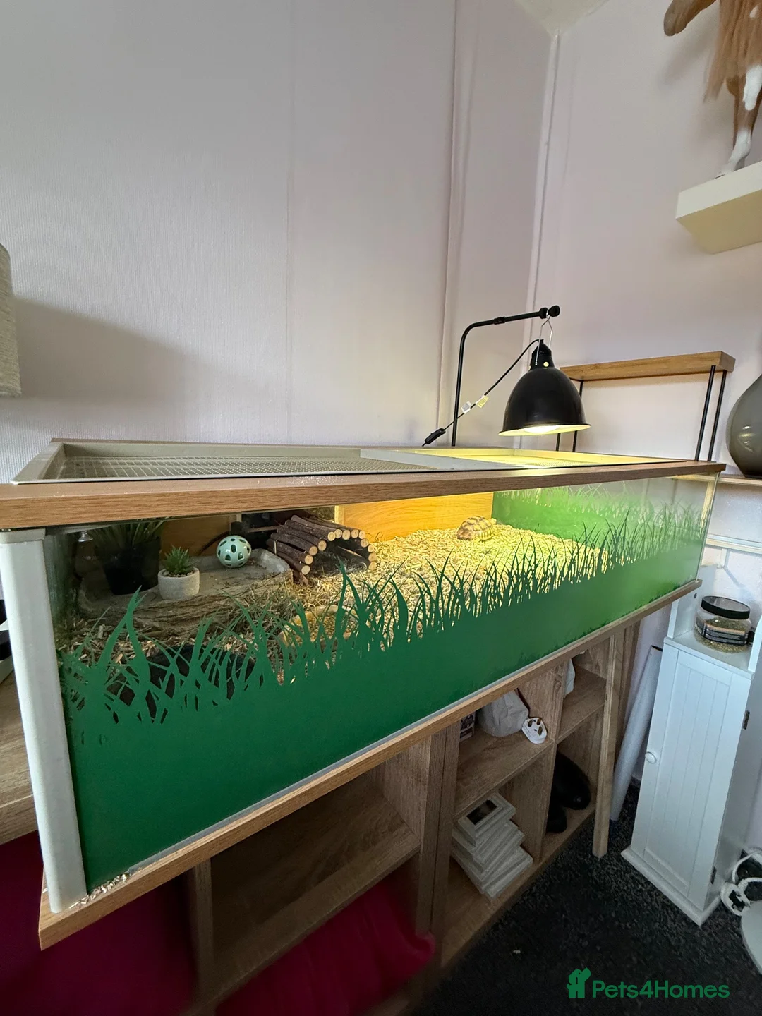 Tortoise reptiles for sale: Sulcata Tortoise and complete set up  - Advert 1
