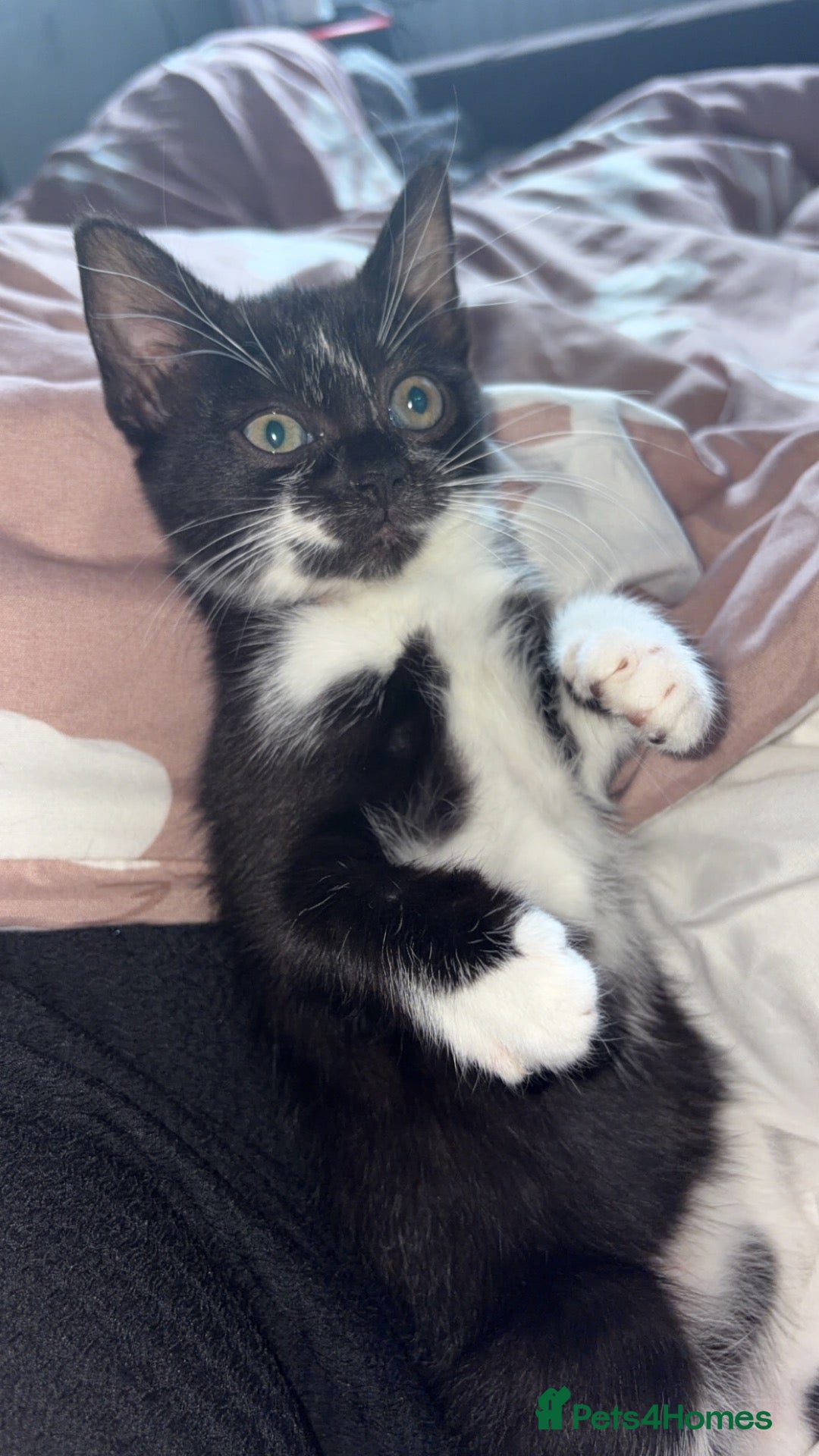 Mixed Breed cats Misse - Advert 1