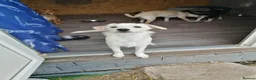 Mixed Breed dogs for adoption: ❤️ SUMMER❤️ – YOUR CHANCE TO HAVE SUMMER FOREVER - Advert 11
