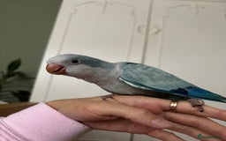 Parrots birds for sale: Silly tame Quakers looking for their forever home  - Image 12