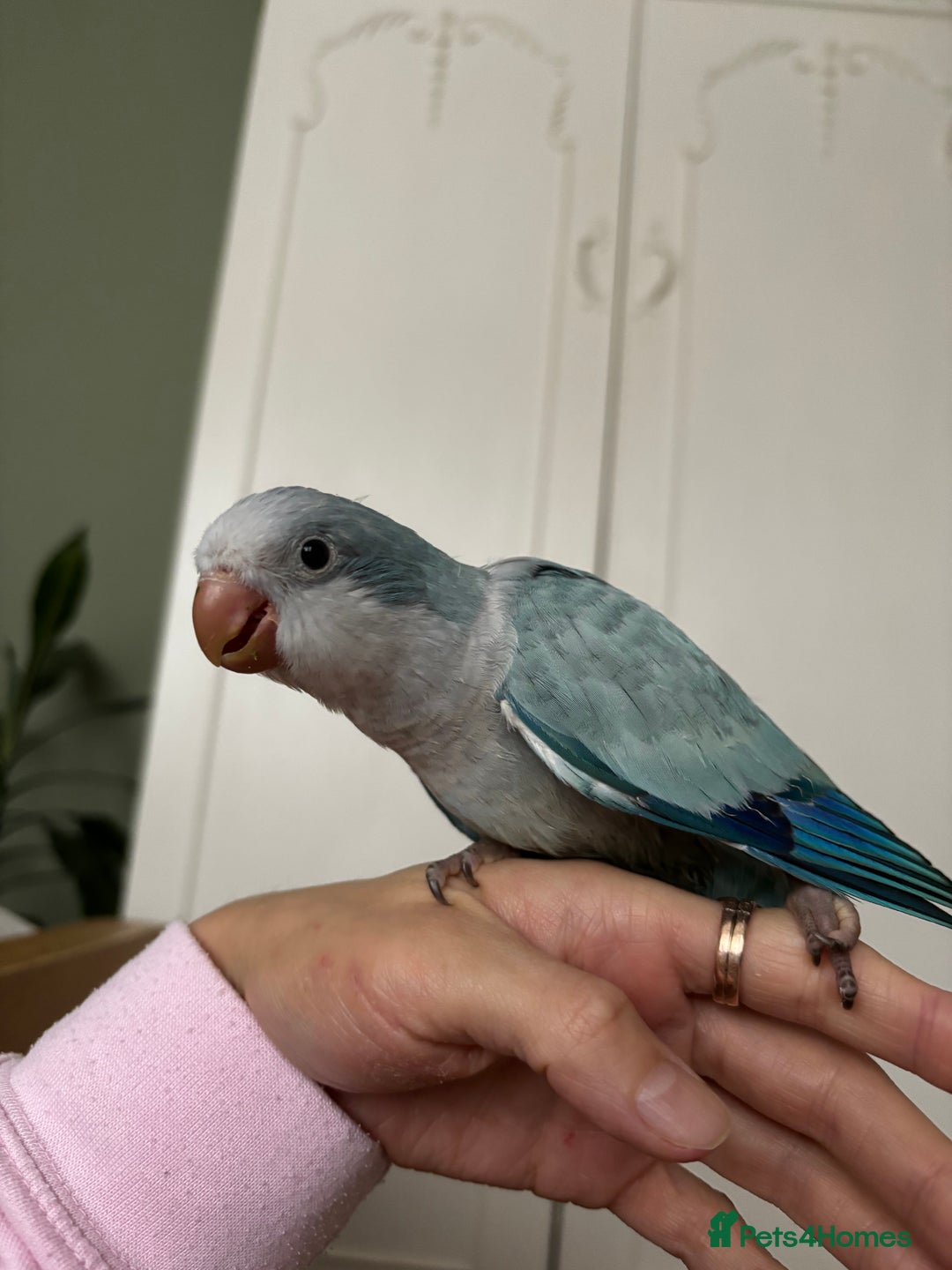 Parrots birds for sale: Silly tame Quakers looking for their forever home  - Image 12