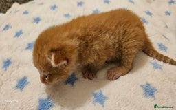 Mixed Breed cats for sale: 5 Bengal x Kittens–Glitter Coats,Beautiful Colours - Image 14
