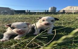 Border Collie dogs for sale: Blue Merle Border Collie Puppies - Image 9