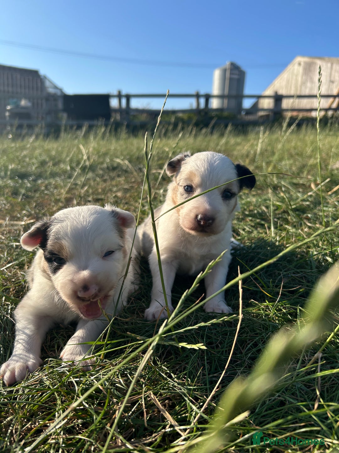 Border Collie dogs for sale: Blue Merle Border Collie Puppies - Image 9