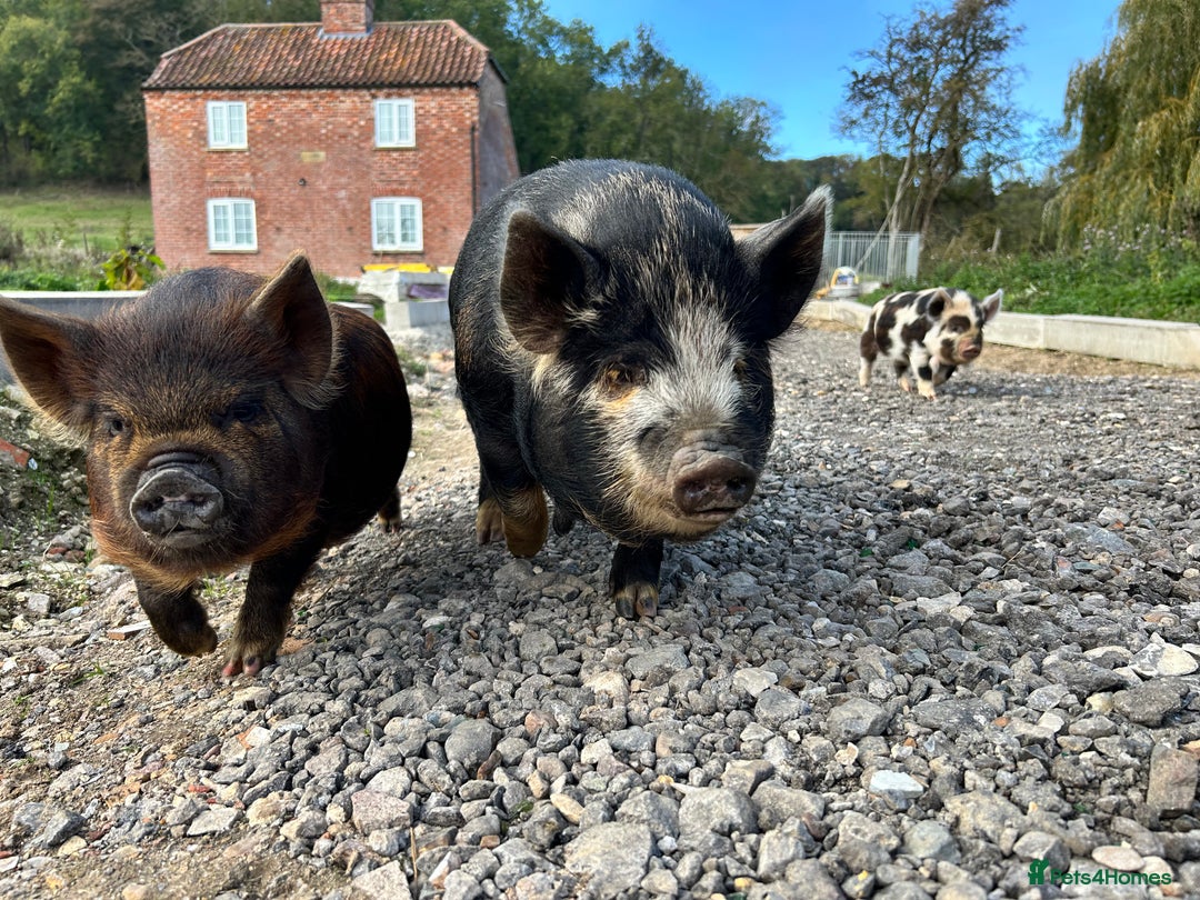 Pig livestock for sale: Mixed KuneKune Pigs - Advert 4
