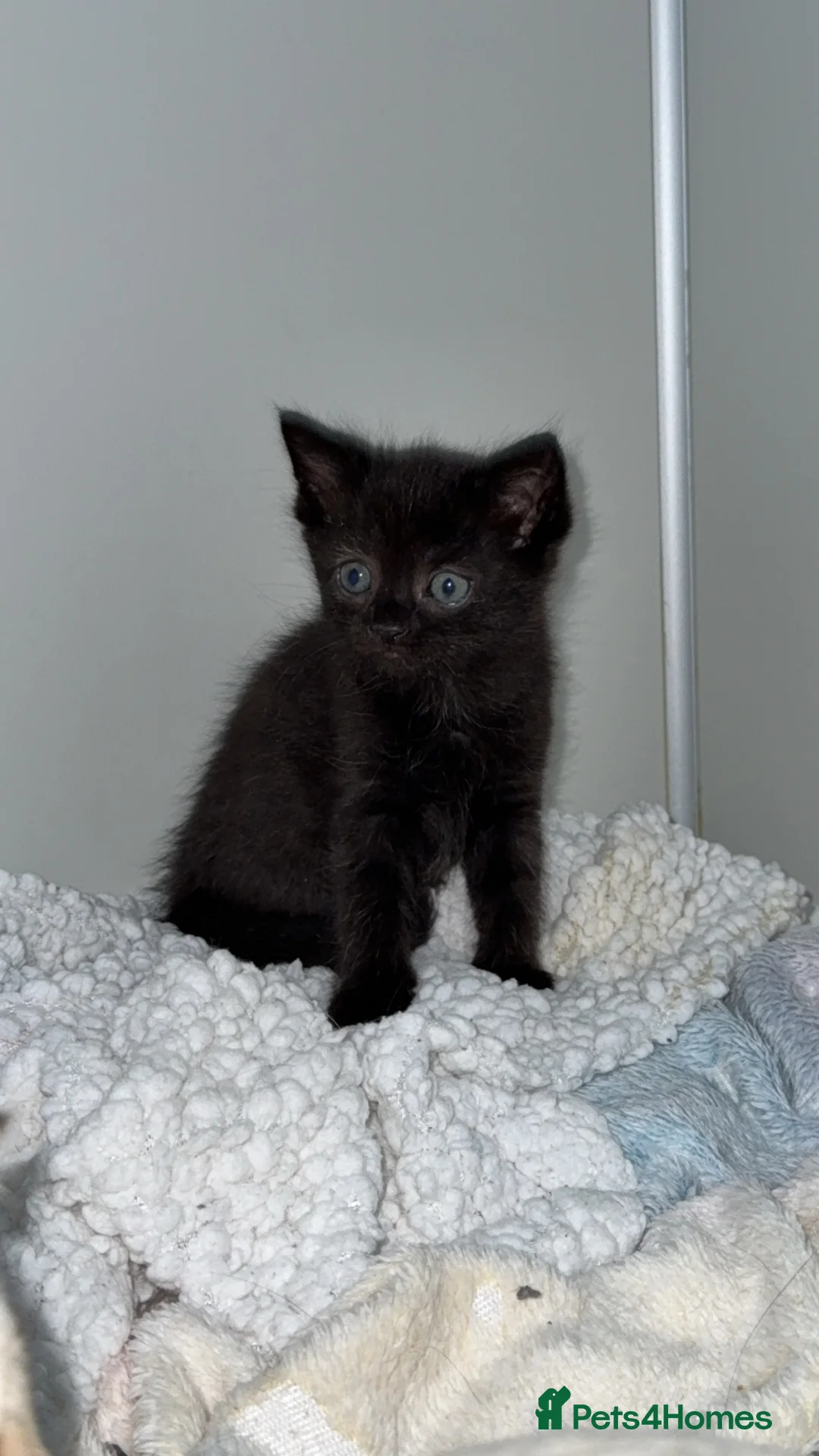 Mixed Breed cats for sale: 3 females left! - Advert 2