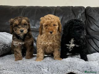 Cockapoo dogs Beautiful mini cockapoo puppy’s🩷🩵 - Advert 5