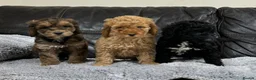 Cockapoo dogs for sale: Ready now!!Beautiful mini cockapoo puppy’s🩷🩵 - Advert 7