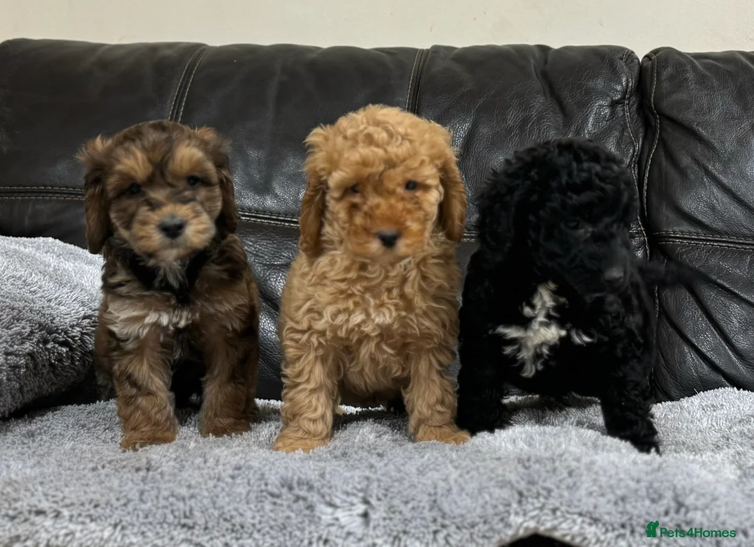 Cockapoo dogs for sale: Ready now!!Beautiful mini cockapoo puppy’s🩷🩵 - Advert 7