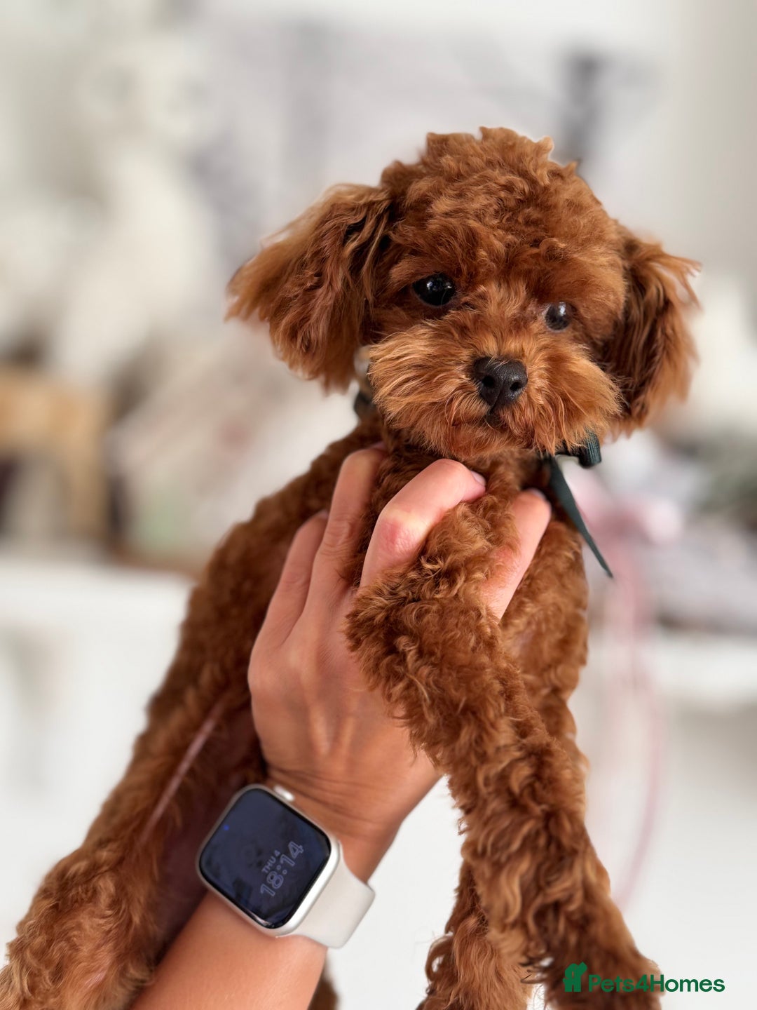 Toy Poodle dogs for sale: 🧸Tiny Exquisite Asian Poodle Boy🧸 - Image 4