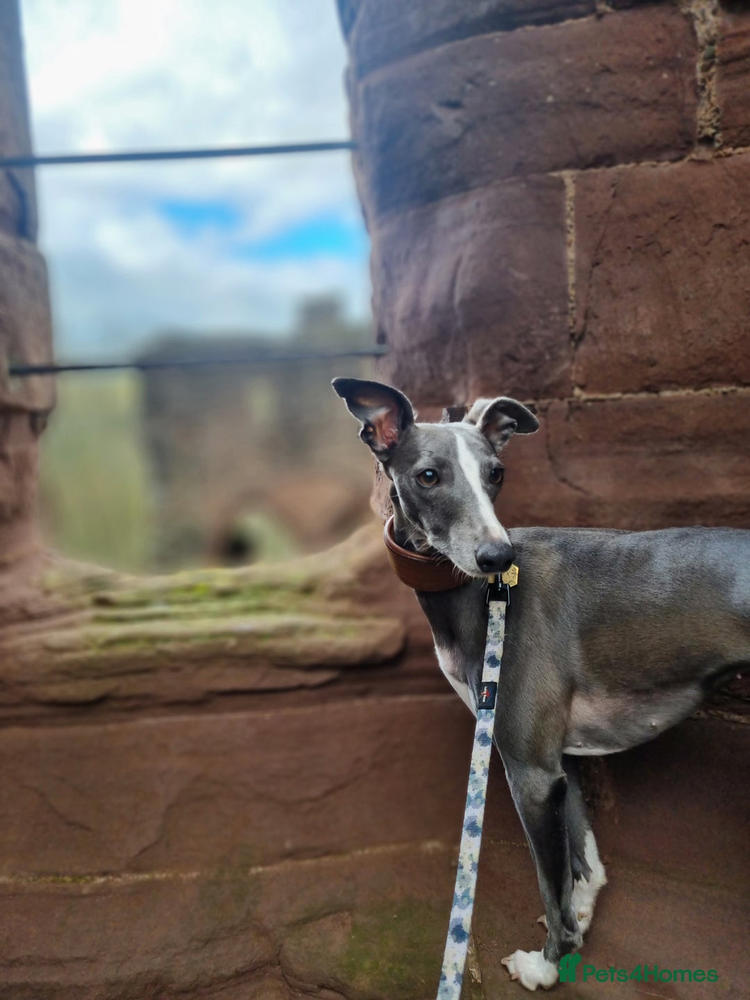 Whippet dogs for sale: Pedigree Blue & White Whippet Puppies - Image 2