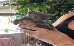 Mixed Breed cats for sale: Adorable kitten - Image 19