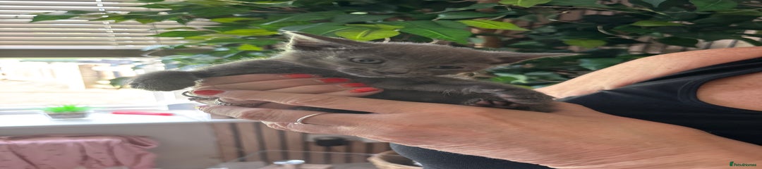 Mixed Breed Kitten 5