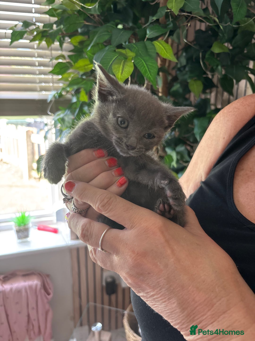 Mixed Breed cats for sale: Adorable kitten - Image 19