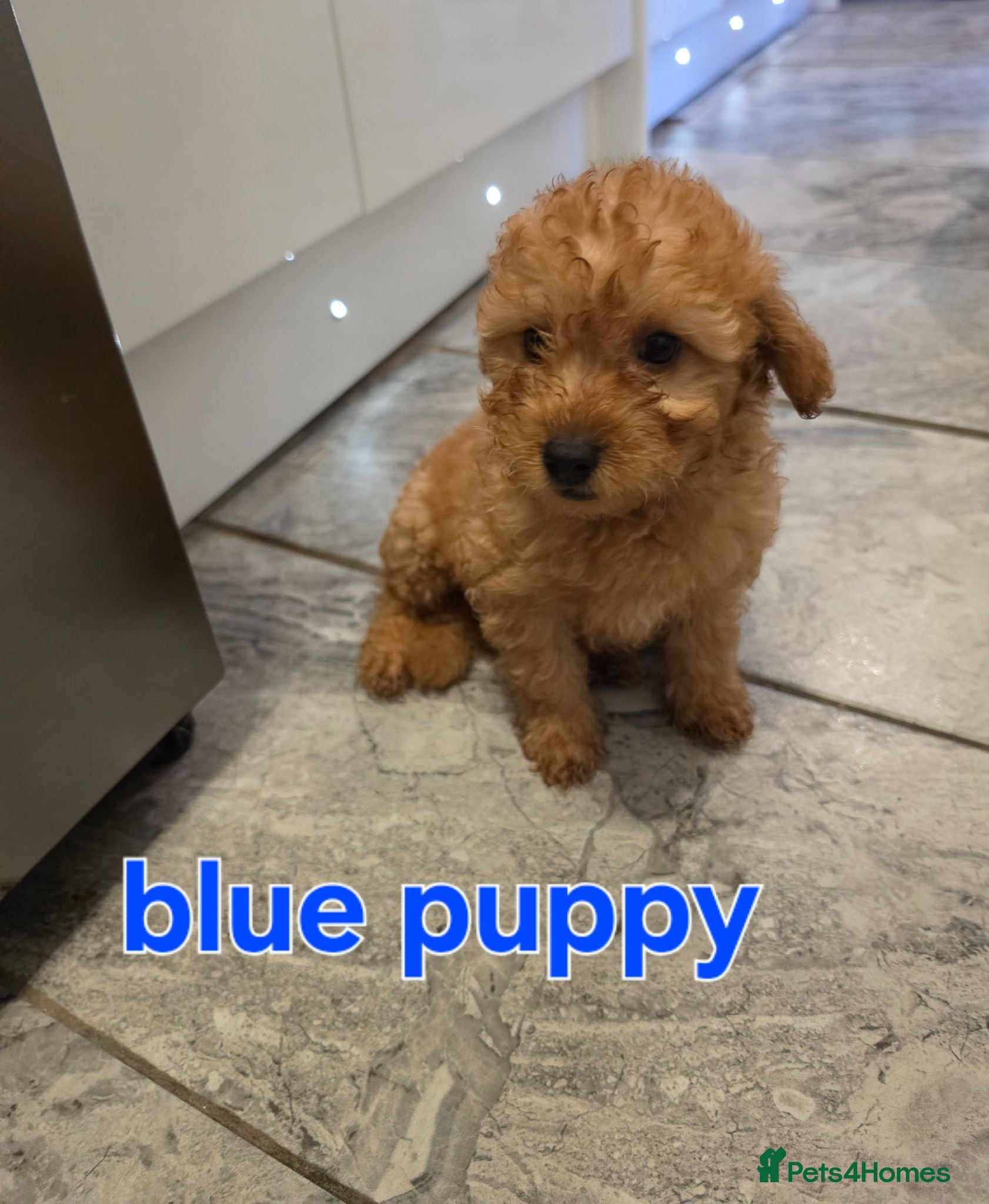 Maltipoo dogs 🐶5 stunning maltipoo pups🐶ready to leave now🐶 - Advert 8