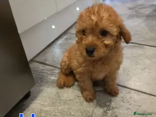 Maltipoo dogs 🐶ready to leave now🐶 5 stunning maltipoo🐶 - Advert 1
