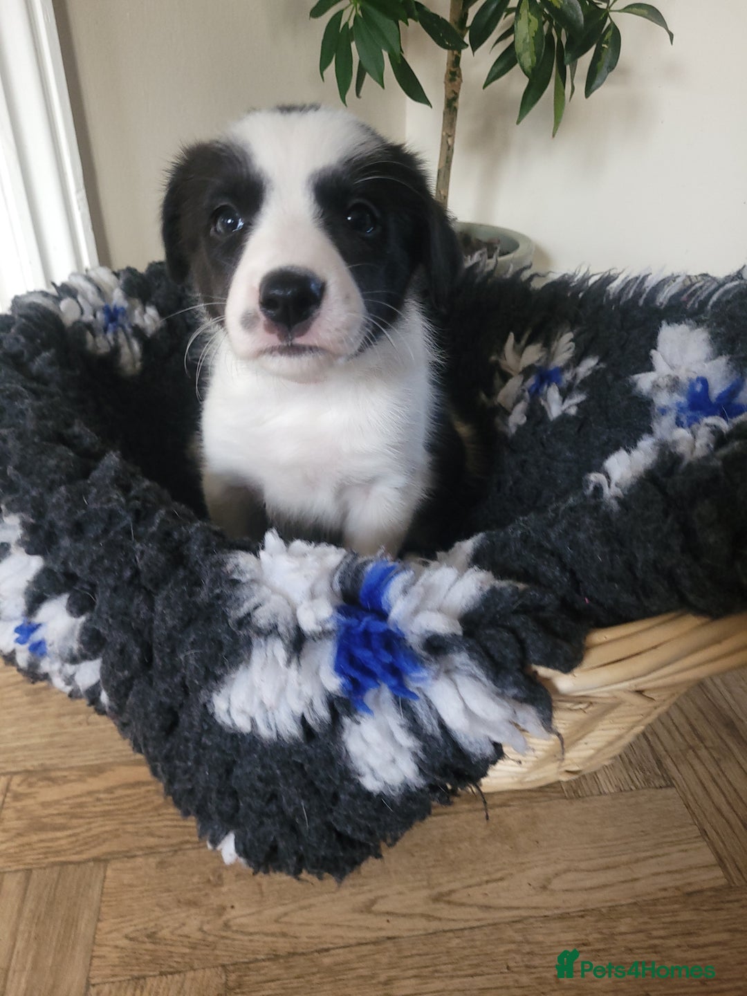 Border Collie dogs for sale: 5 Week old Boarder Collie Puppies - Advert 8