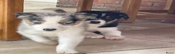 Australian Shepherd dogs for sale: Boys and girls available  - Advert 4