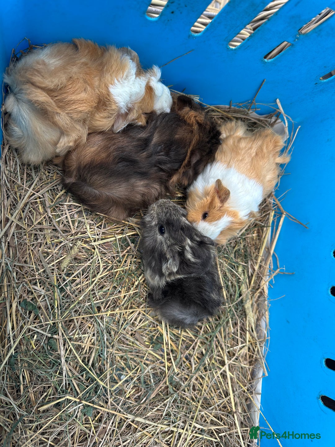 Guinea Pig rodents for sale: Lovely funky haired male guinea pigs. - Advert 8