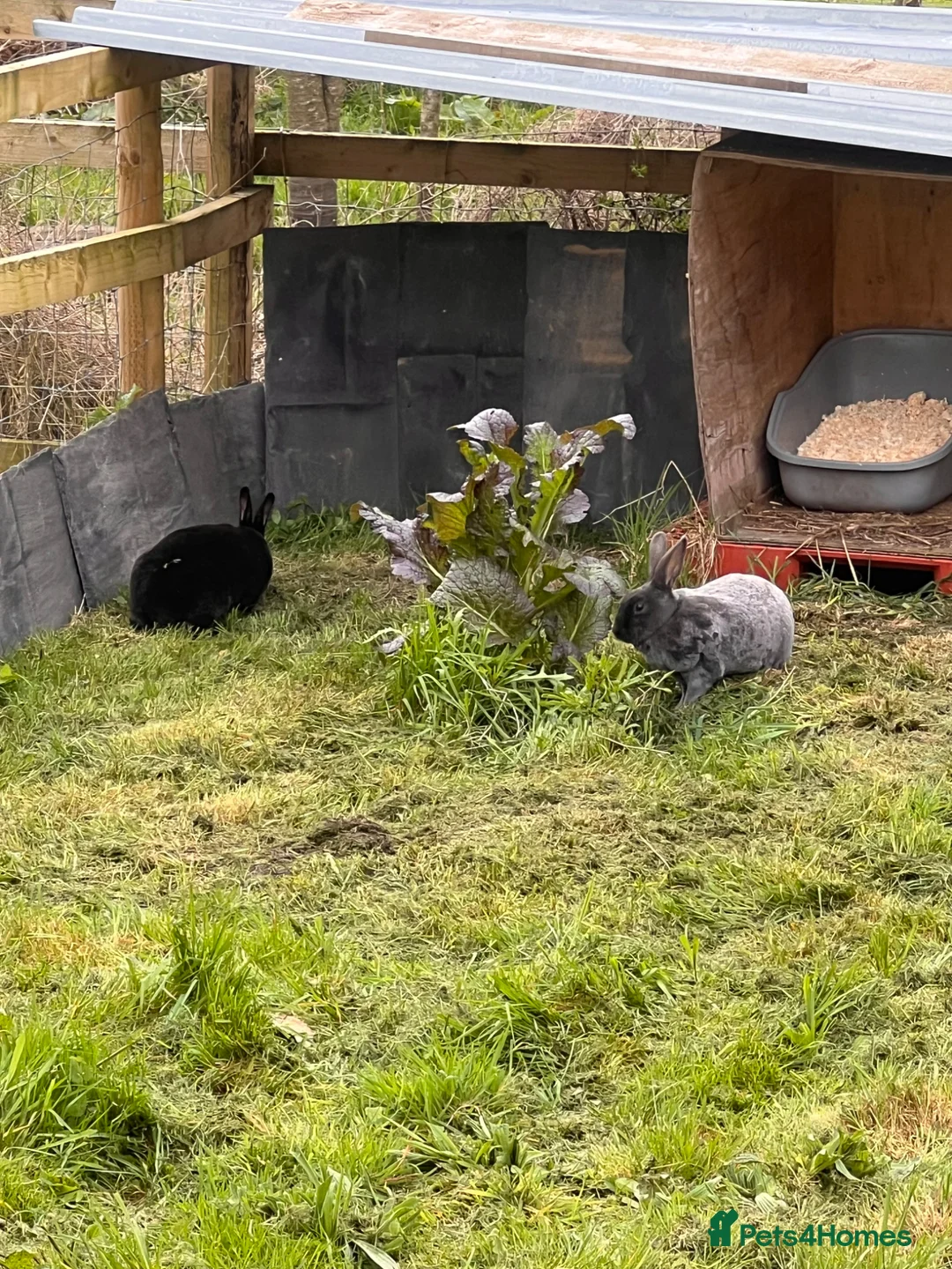 Rex rabbits for sale: Beautiful Rex Rabbits in Frodsham - Advert 2