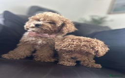 Cavapoo dogs for sale: Cavapoo puppies - Image 2