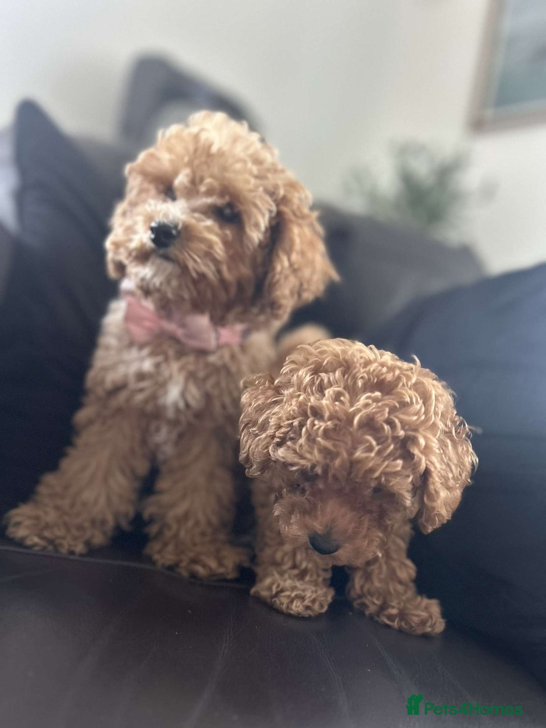 Cavapoo dogs for sale: Cavapoo puppies - Image 2
