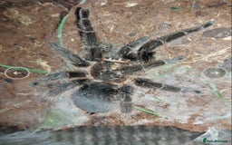 Tarantulas invertebrates for sale: Adult female Tliltocatl albopilosus (curly hair)  - Image 3