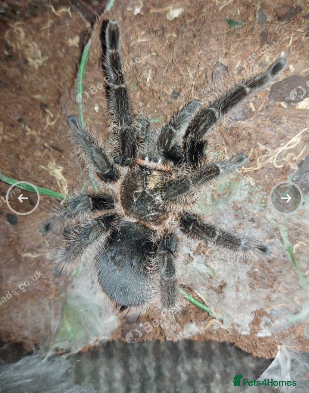 Tarantulas invertebrates for sale: Adult female Tliltocatl albopilosus (curly hair)  - Image 3