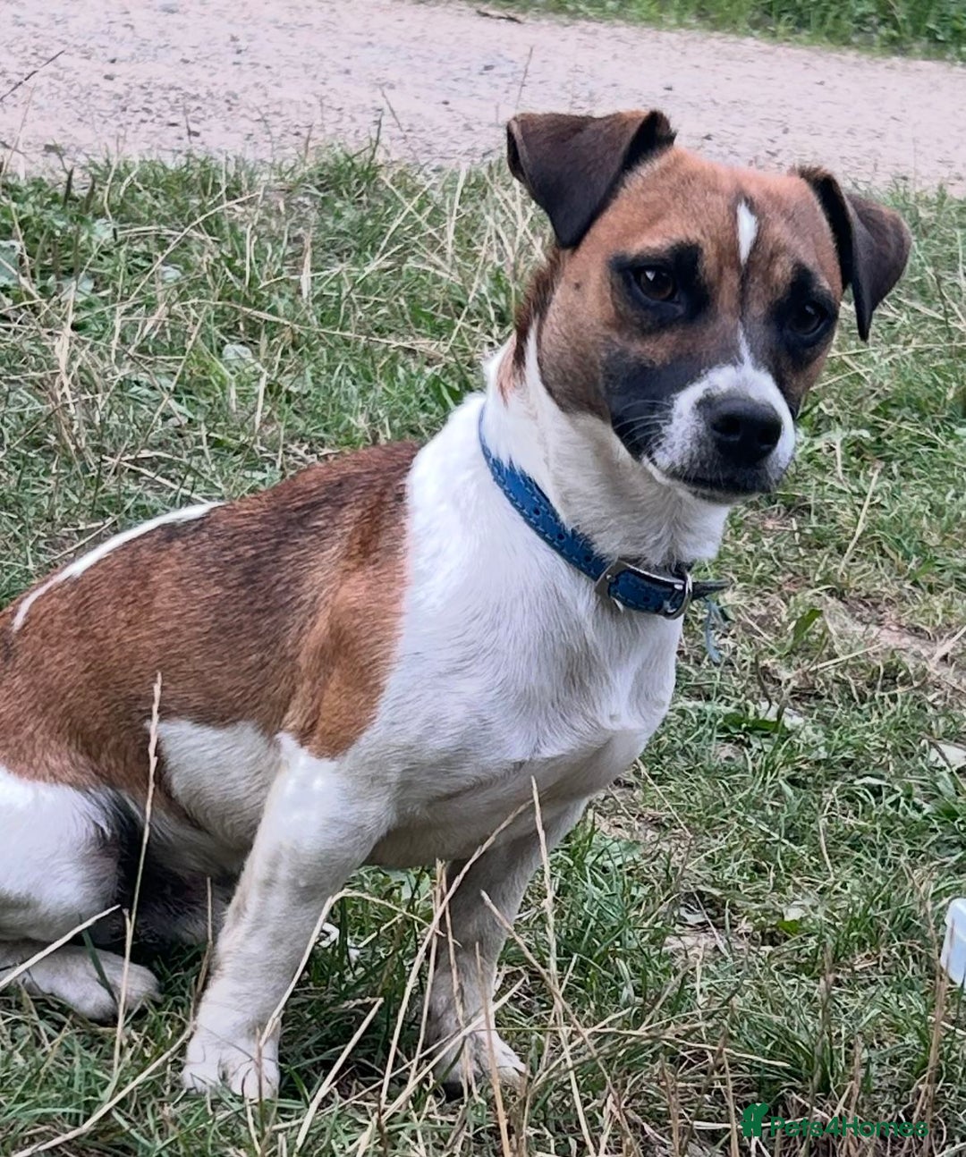 Jack Russell dogs for sale: Jack Russell puppies - Advert 5