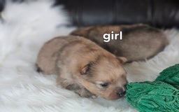 Pomeranian dogs for sale: 4 beautifull pomeranian puppies  - Advert 16