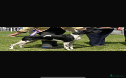 Pointer dogs for sale: BEAUTIFUL PEDIGREE POINTER PUPPIES - Image 18