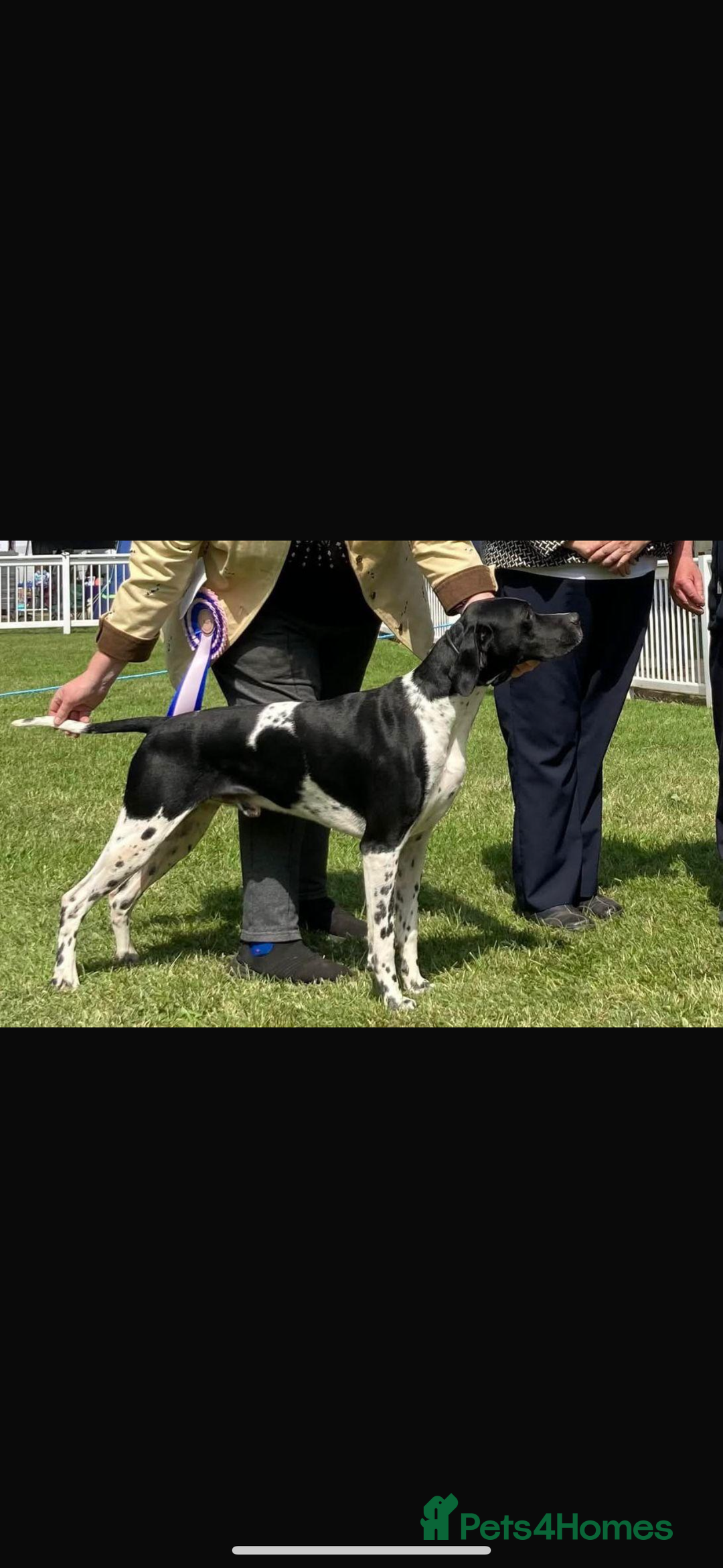 Pointer dogs for sale: BEAUTIFUL PEDIGREE POINTER PUPPIES - Image 18