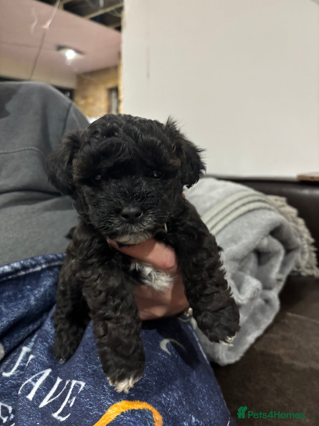 Poochon dogs for sale: Poochon puppies for sale - Image 18