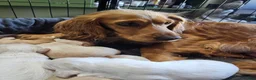 Cocker Spaniel dogs for sale: Beautiful cocker spaniel puppies - Advert 18