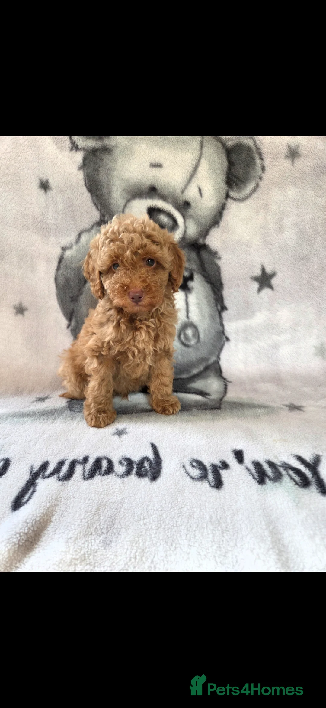 Cockapoo dogs for sale: F1BB COCKAPOOS - Advert 2