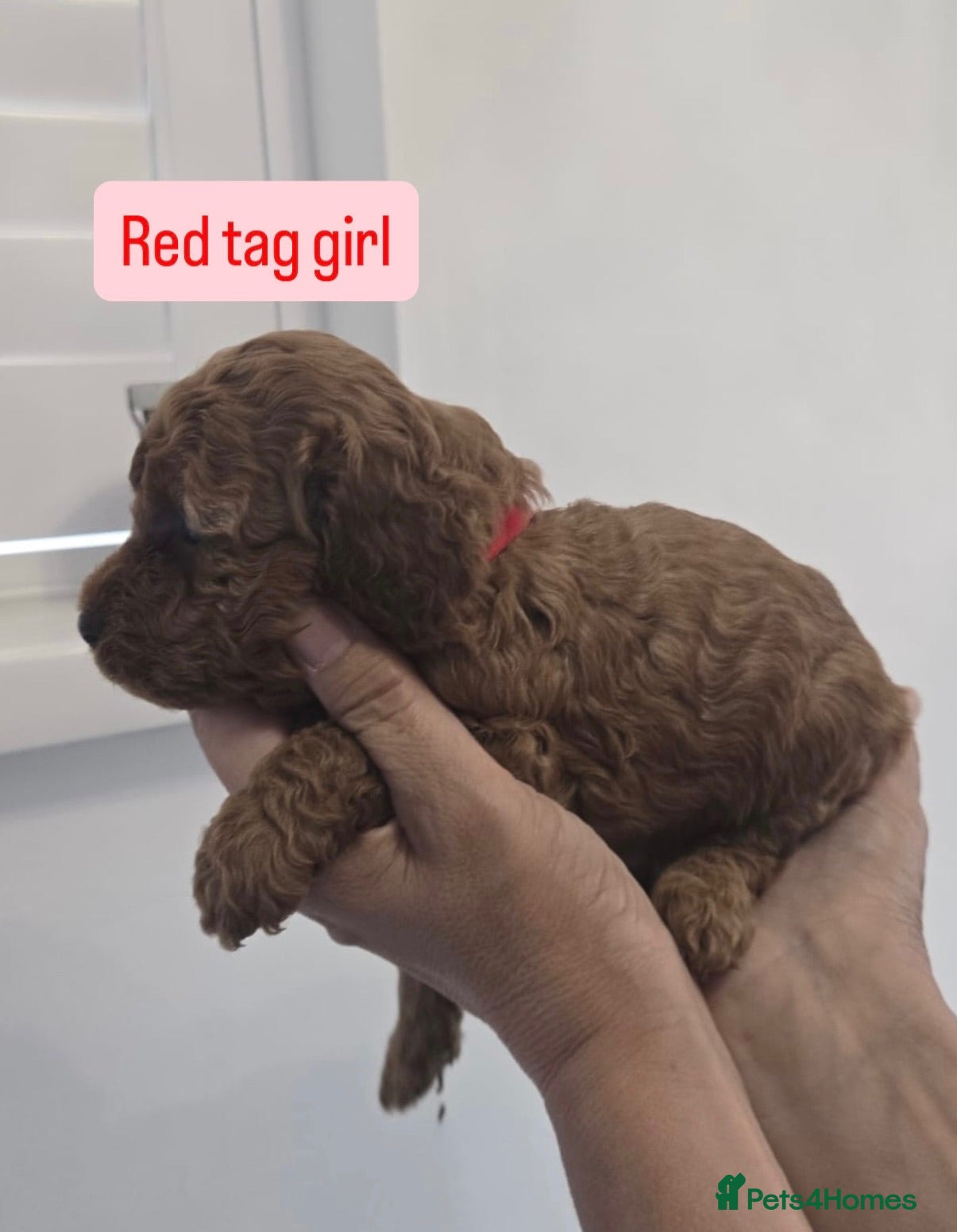 Cavapoo dogs Beautiful F1B Cavapoo Puppies - Advert 2