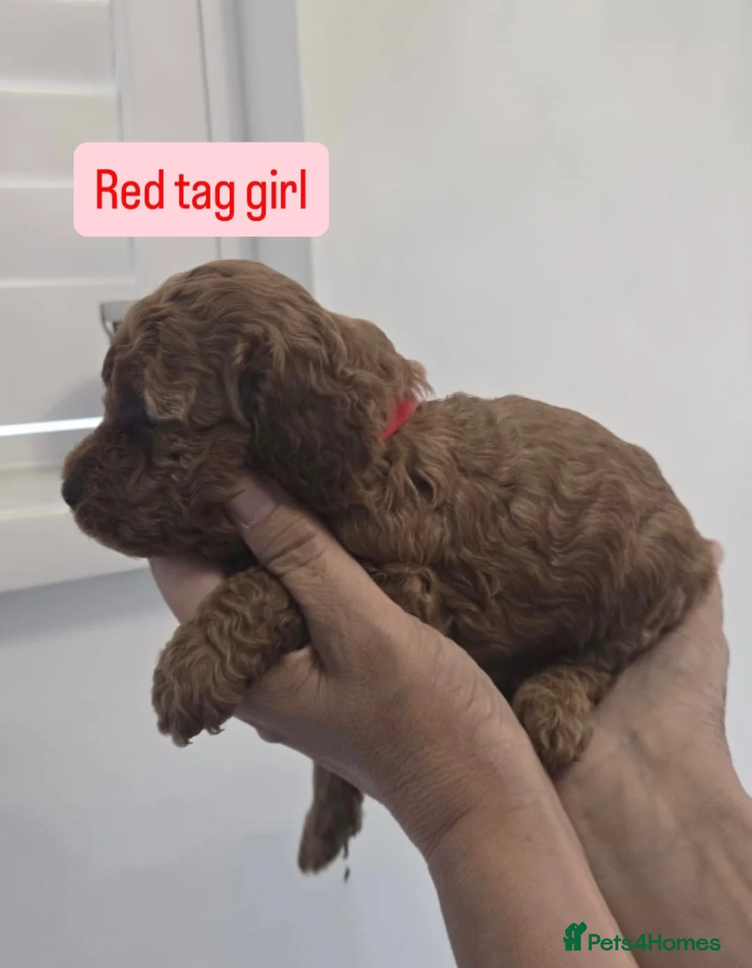 Cavapoo dogs for sale: Beautiful F1B Cavapoo Puppies - Advert 2