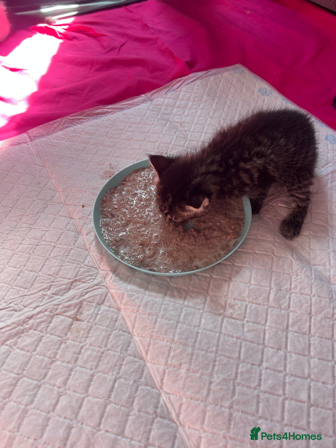 British Shorthair cats for sale: ✨Adorable kittens looking for their forever homes✨ - Image 8