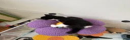 Siamese cats for sale: Mummy Dream  - Advert 11