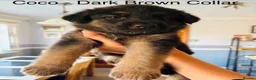 German Shepherd dogs for sale: 10 beautiful pure pedigree KC reg pup!  in Barnstaple - Advert 3