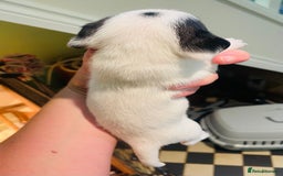 Mixed Breed dogs for sale: Jackapoo puppies for sale - Image 10