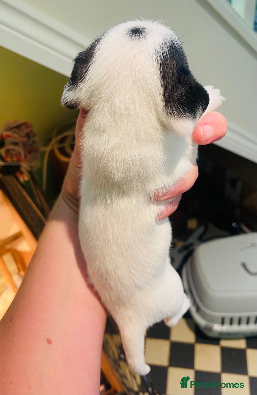 Mixed Breed dogs for sale: Jackapoo puppies for sale - Image 10