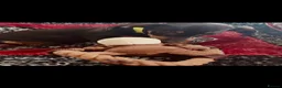 Miniature Dachshund dogs for sale: Home Reared Miniature Dachsund Puppies - Advert 9