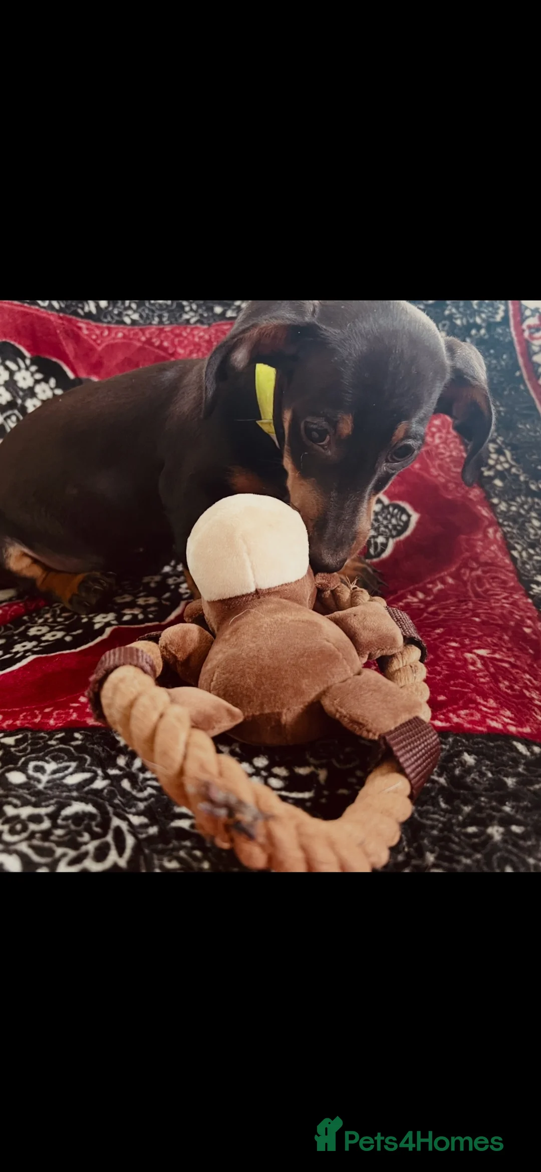 Miniature Dachshund dogs for sale: Home Reared Miniature Dachsund Puppies - Advert 9