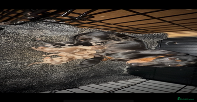 Miniature Dachshund dogs - Advert 4